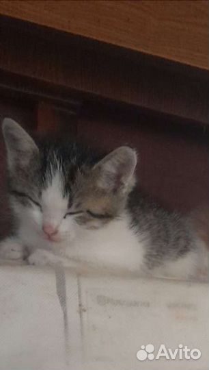 Котята в добрые руки бесплатно