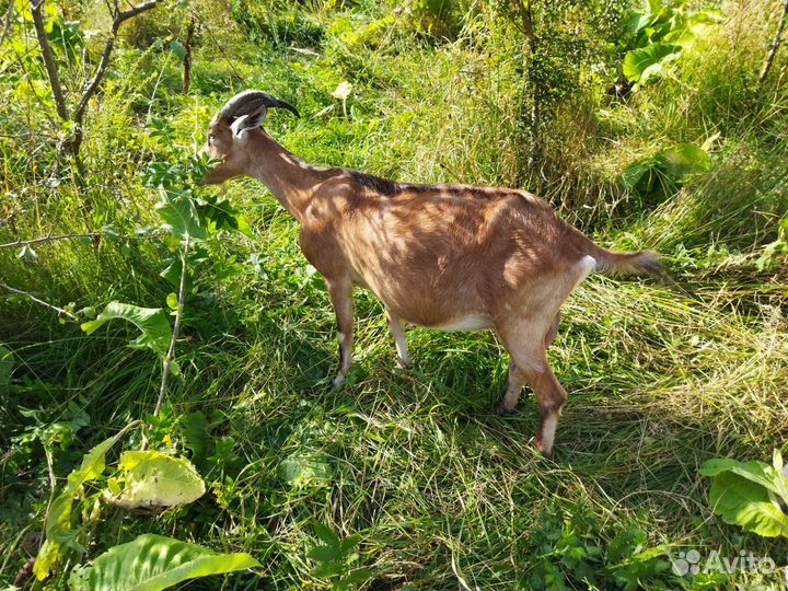 Козье молоко