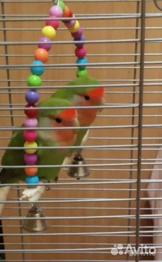 Попугаи неразлучники