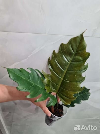 Филодендрон, карамель марбл, розовая принц