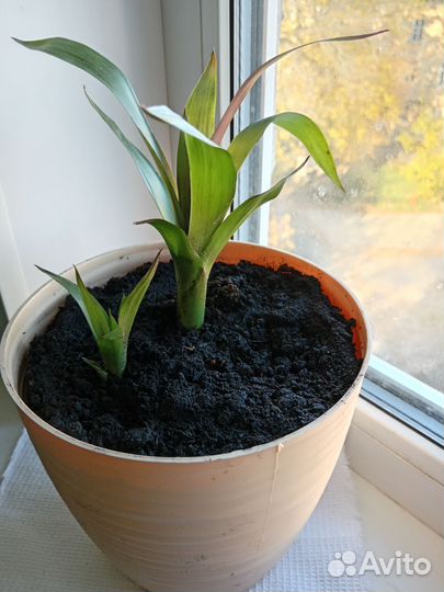 Цветок гузмания