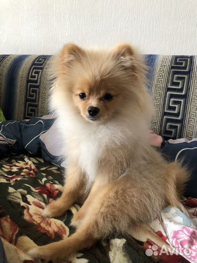 Домашняя передержка животных / собак и кошек