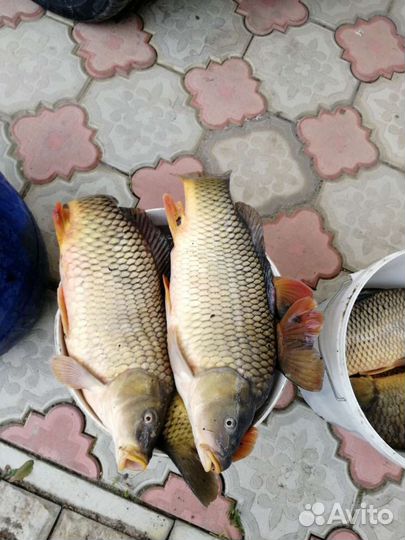 Живая рыба карп