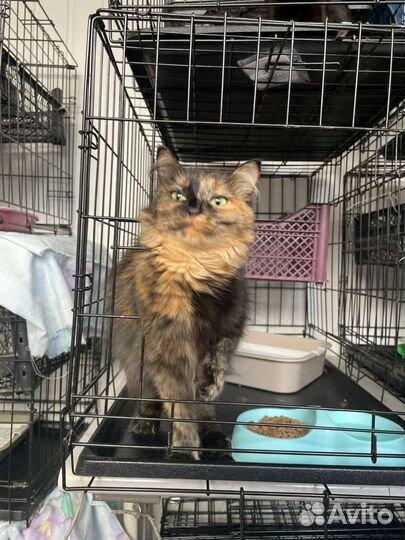 Красавица Черри