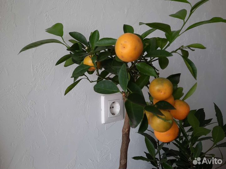 Дерево мандариновое