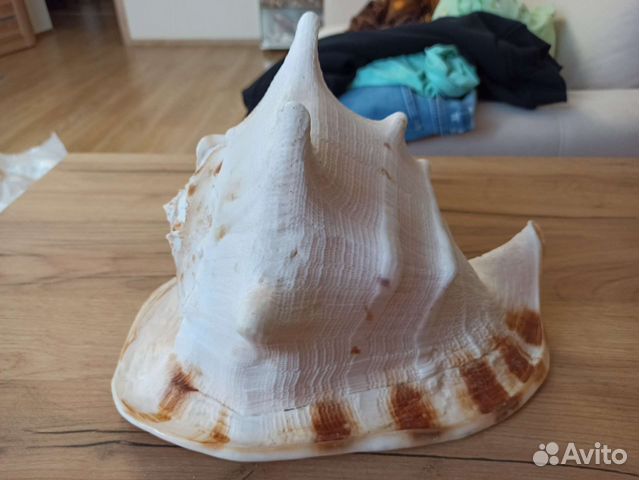 Морская раковина