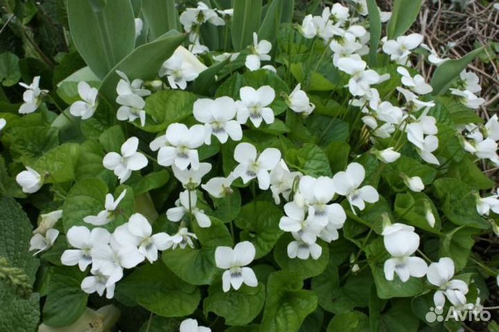 Цветы для сада