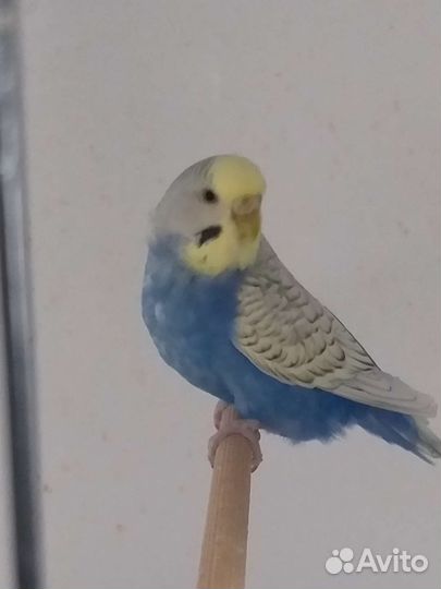 Попугай волнистый 