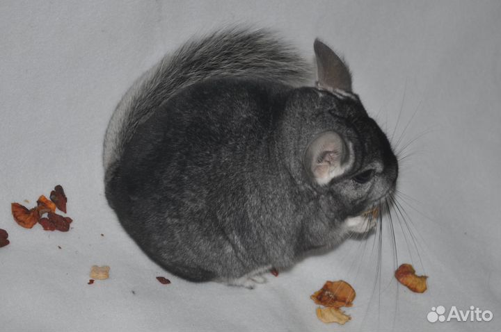 Шиншиллы - есть девочка, мальчик