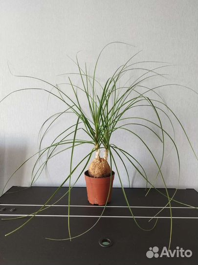 Нолина(бутылочное дерево)