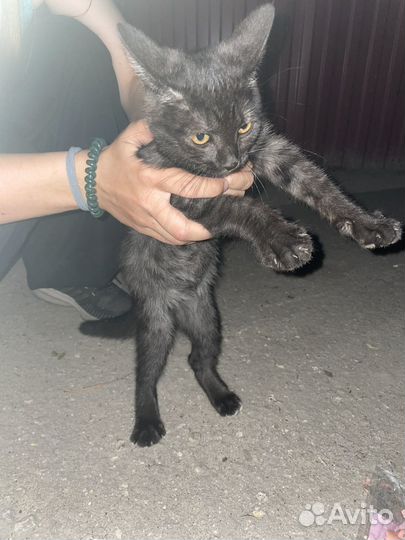 Котёнок в добрые руки