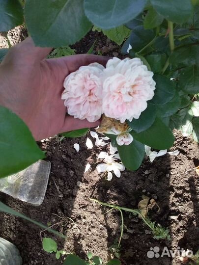 Роза чайно-гибридная бледно-розовая