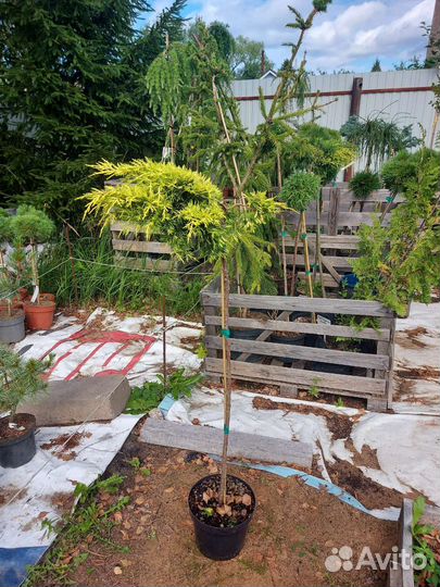 Можжевельник Кинг оф спринг на штамбе