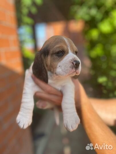 Щенки Бигль