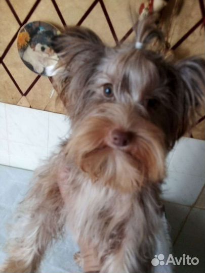 Йоркширский терьер