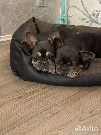 Французский бульдог