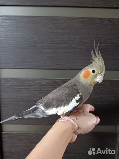 Попугай корелла, девочка