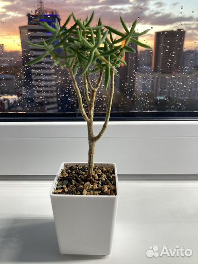 Суккуленты