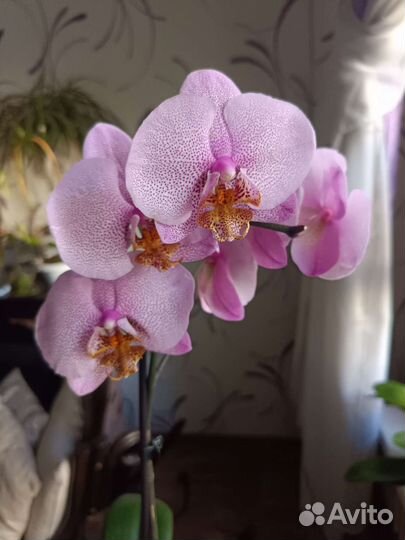 Орхидея фаленопсис Манхэттен
