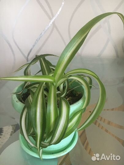 Хлорофитум кудрявый бони