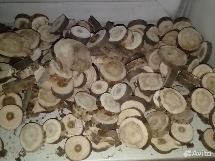 Спилы Краснодарского ореха.Набор 100шт