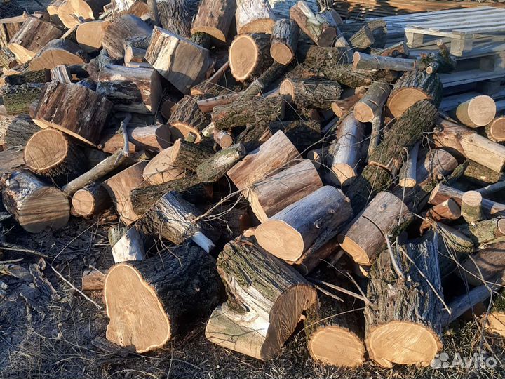 Сухие дрова спилы карагач мелко напилены