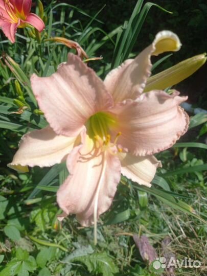 Лилейники и ирисы