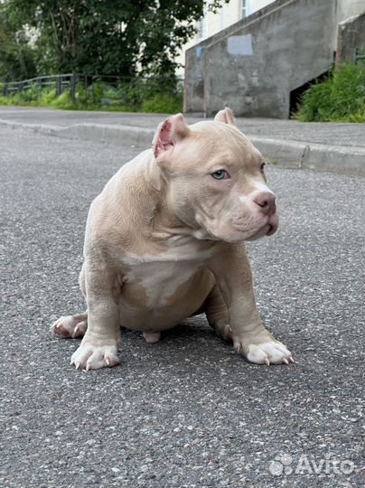 Американские булли лиловые мальчики покеты