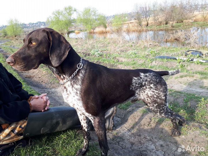 Курцхаар вязка