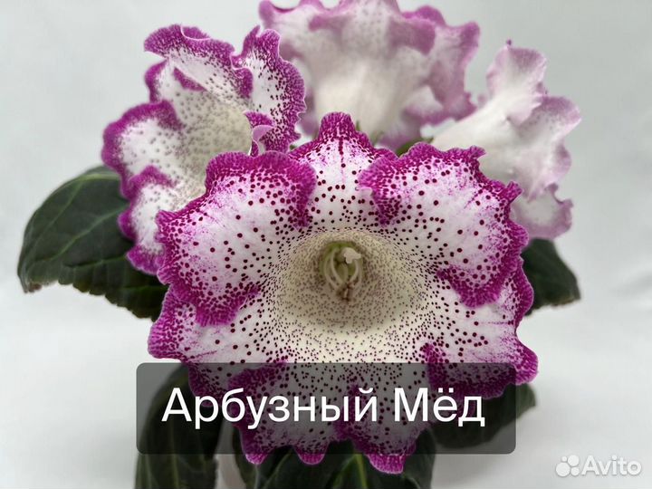 Семена глоксиний (опыления)