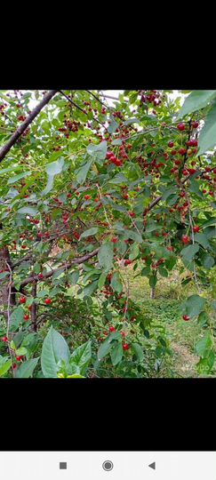 Дом 62 м² на участке 19 сот.