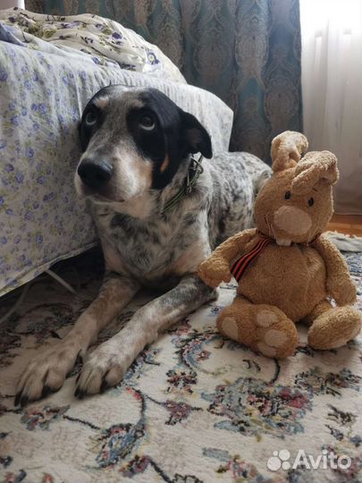 Собака девочка, Донна ищет дом