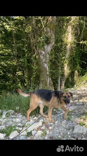 Рута ищет дом. собаки щенки Лазаревское