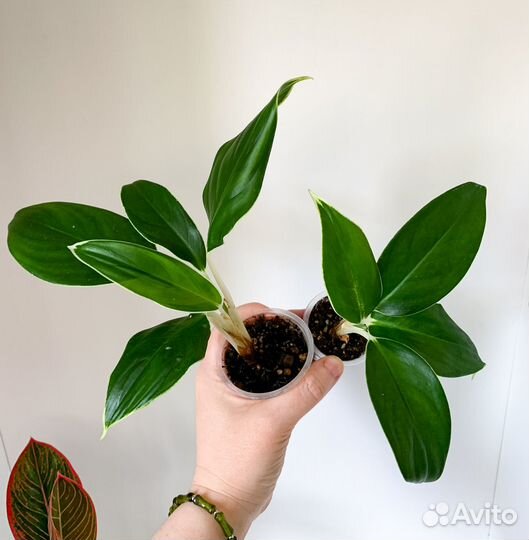 Комнатные растения 1 часть