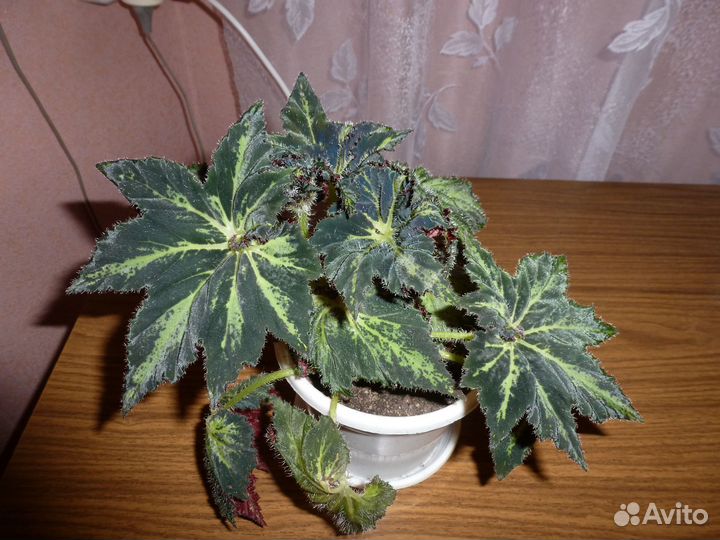 Комнатные цветы