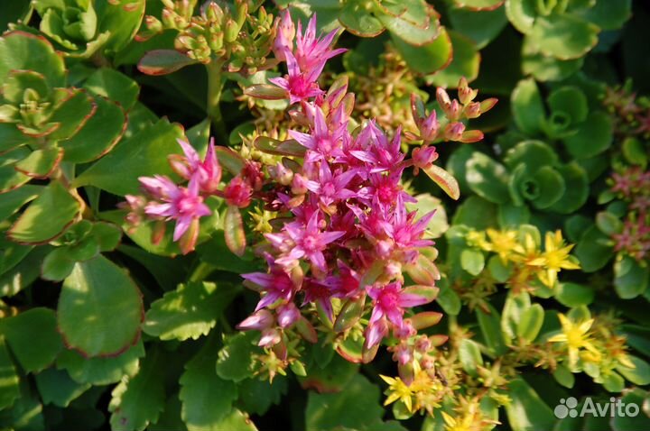 Почвопокровные растения