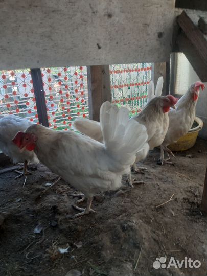 Куры несушки