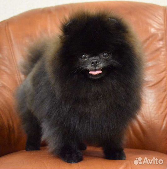 Померанский шпиц кобель вязка