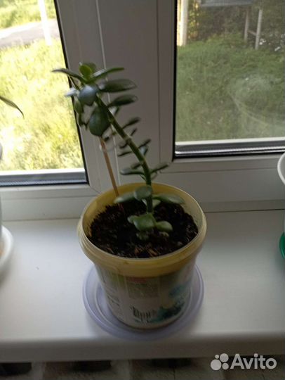 Денежное дерево. Рост 20-25 см