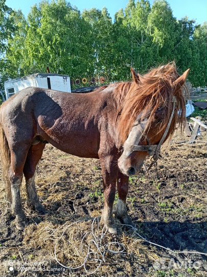 Продажа лошадь жеребец