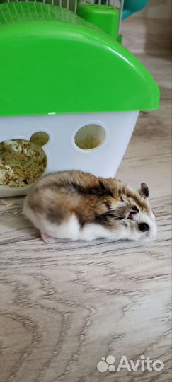Джунгарский хомяк с клеткой