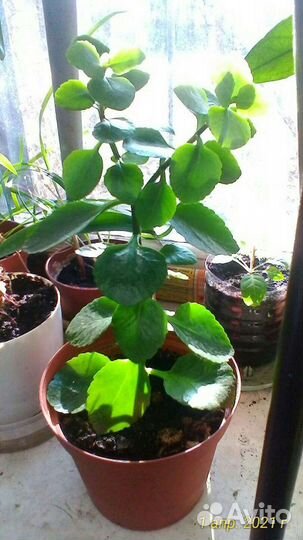 Комнатные растения