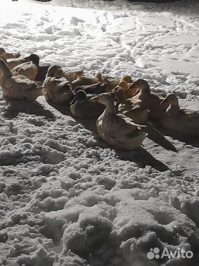 Гусь и утки