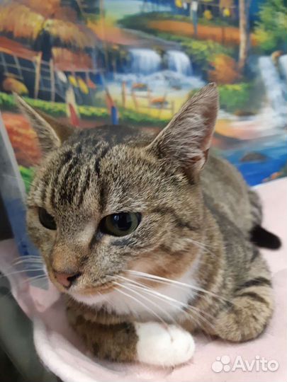 Кошечка в надежные руки