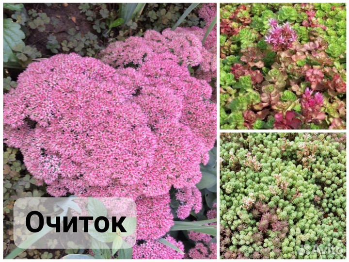 Многолетники