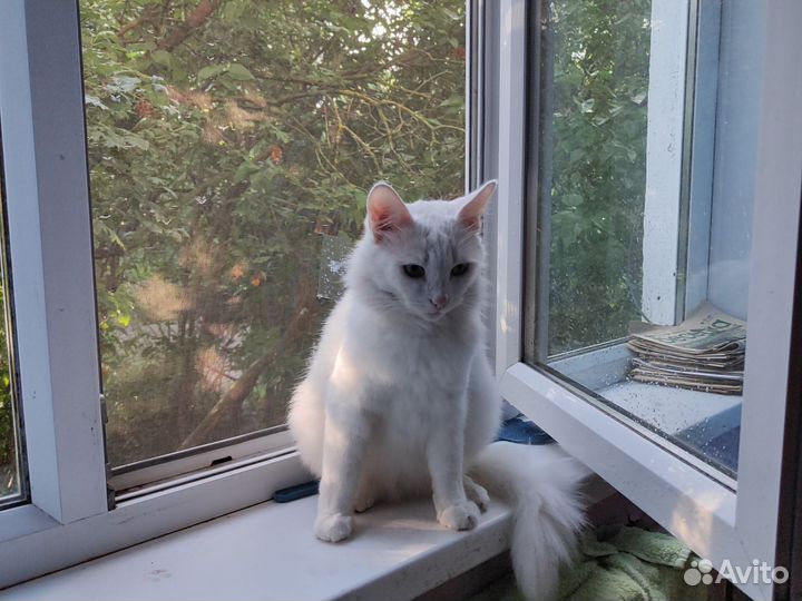 Чисто белый кот, кастрированный, глухой