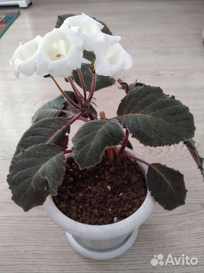 Глоксиния белая
