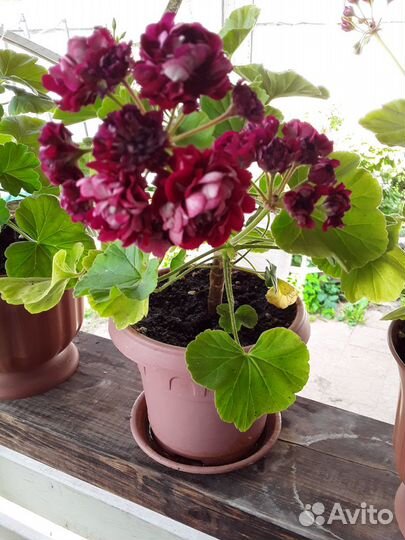 Зелень, рассада