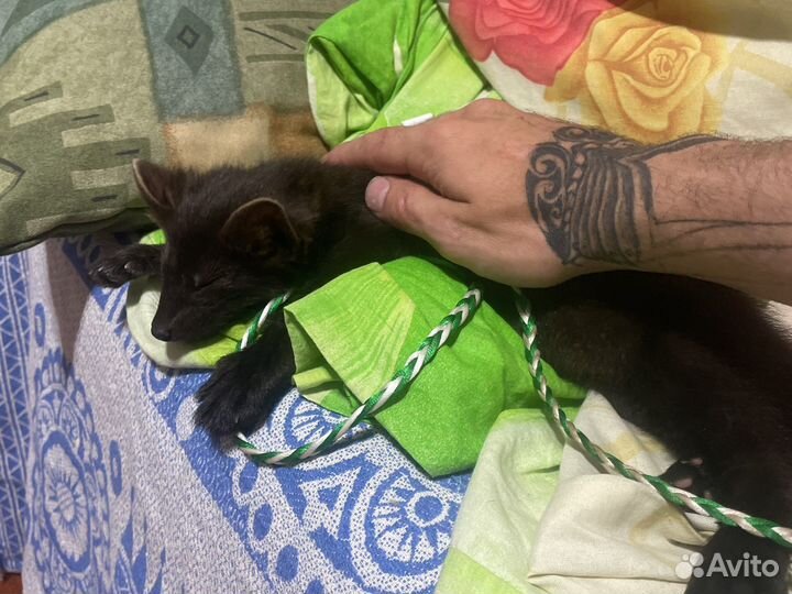 Приручаю любых животных за 1 выезд/ дресерую собак