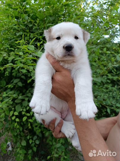 Среднеазиатская овчарка алабай щенки